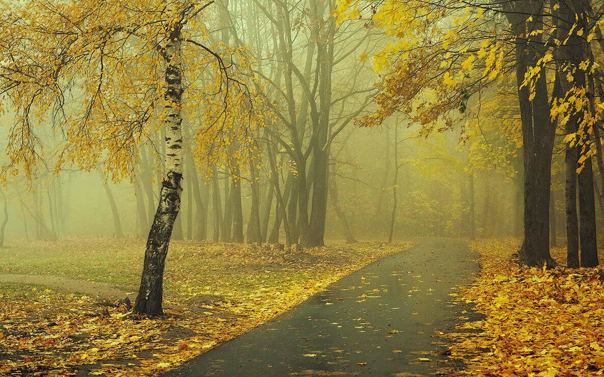 Стихотворение «Желтая осень... (Хокку)...», поэт Ежэн Ангелина