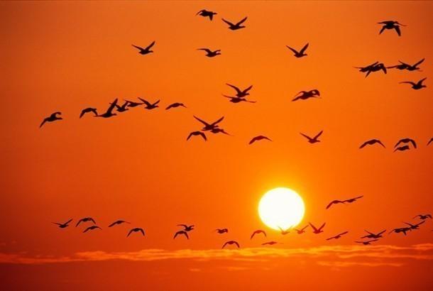 Даже птицы возвращаются обратно!
