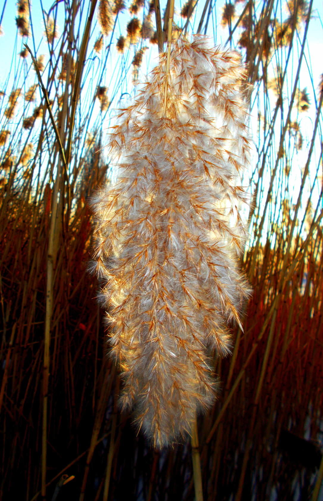 Чёртечто-камыш