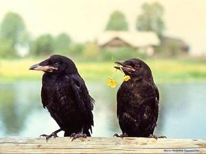 На тему Поля Мориа