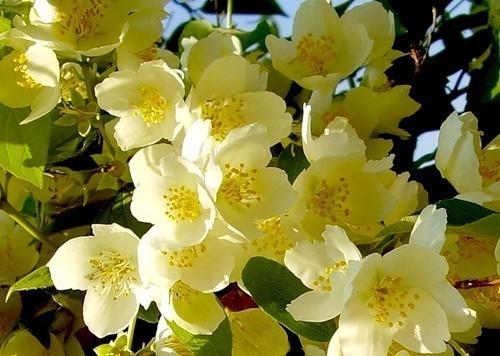 Автопортрет