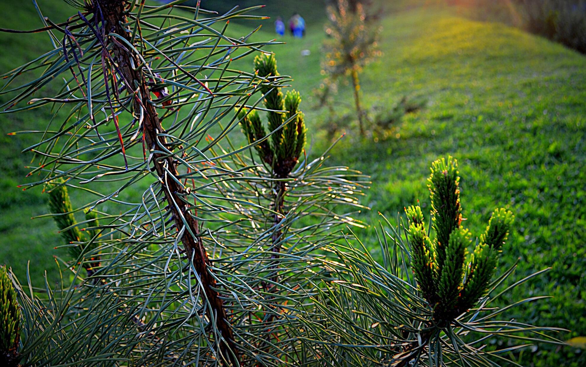 Надпись к фотографии