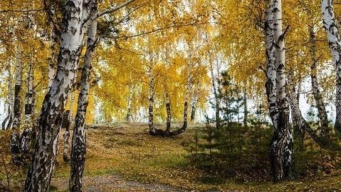 Осенний пейзаж.