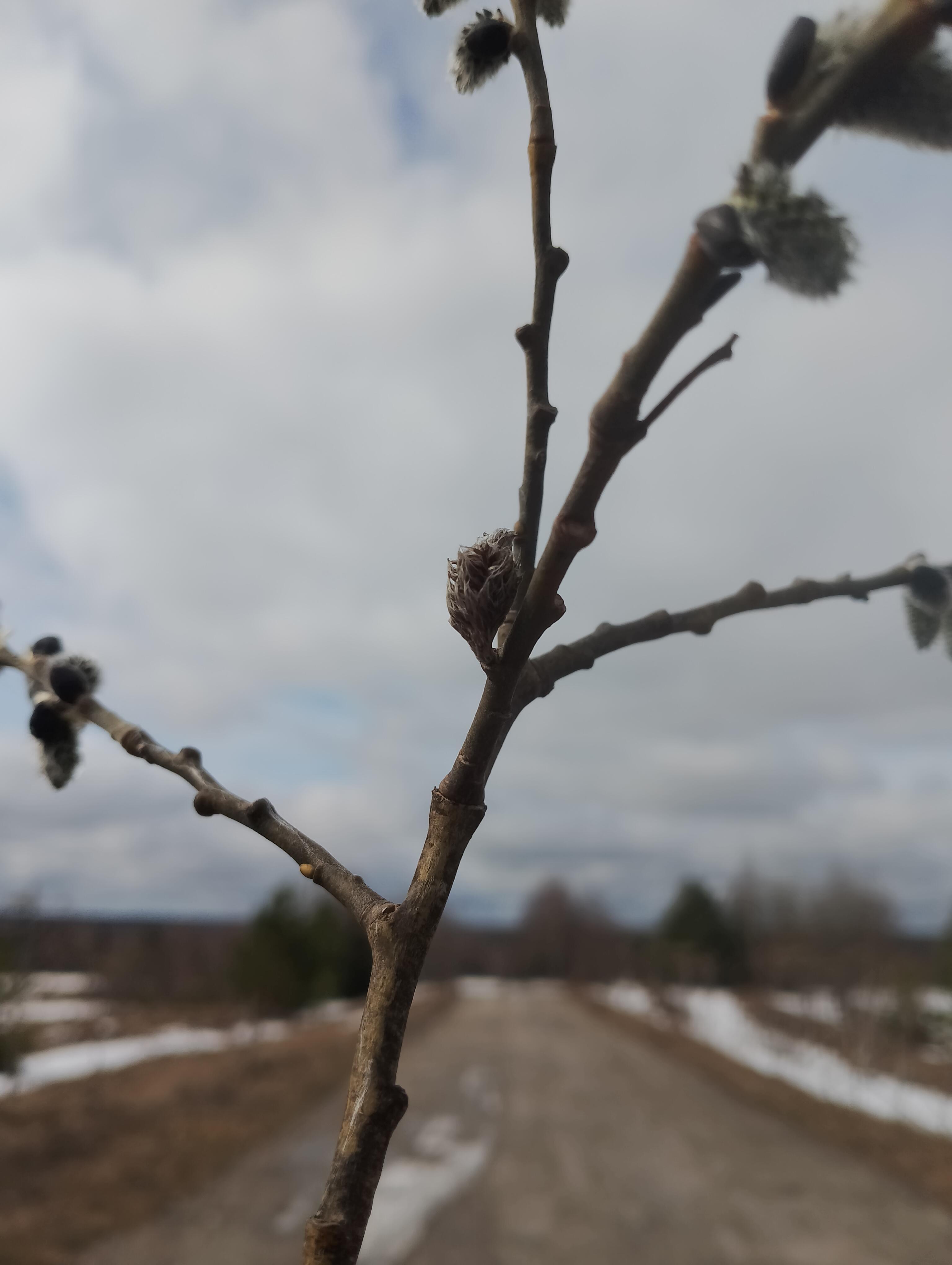 Я дома. Вербы ветки новы
