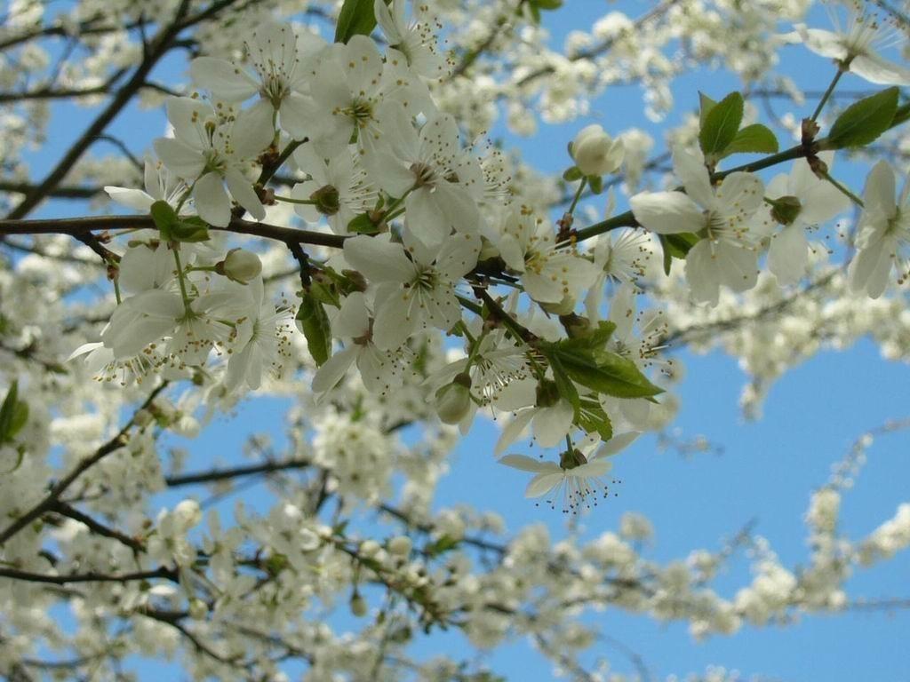 Синее вечернее свеченье