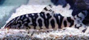 Весь океан сегодня твой