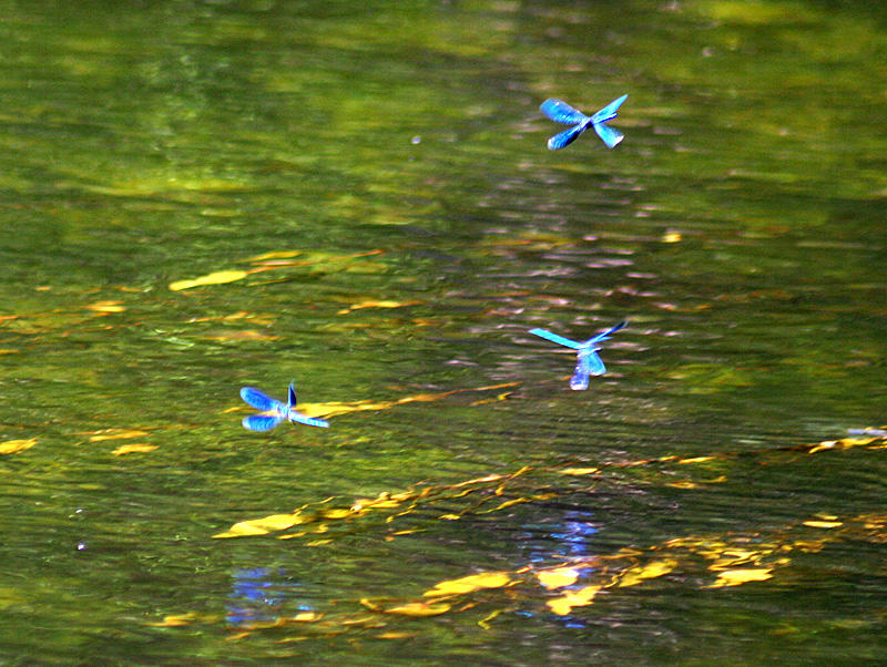 Над речной водой пролетали стрекозы. Стрекоза над водой. Стрекоза летает над водой. Стрекозы над озером. Стрекоза над водоемом.