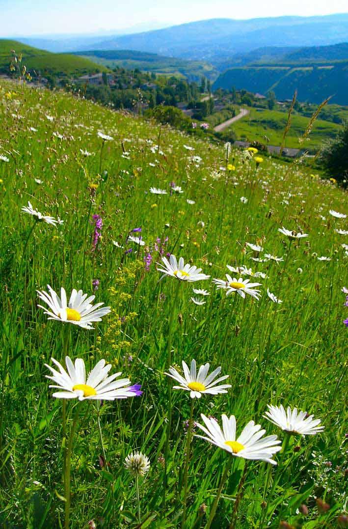 ПОКЛОНЮСЬ ЗЕМЛЕ В ПОЯС, СОЛНЫШКУ