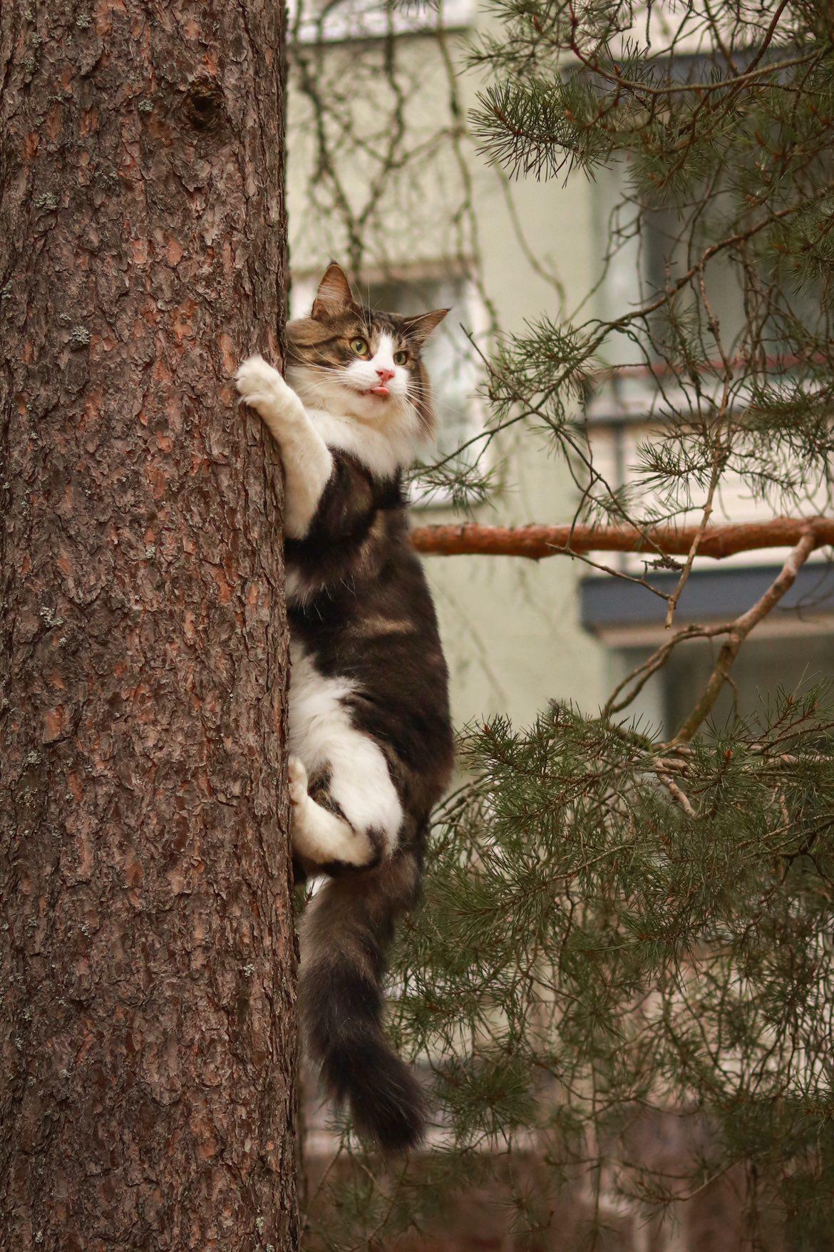 Случай на охоте. АБ