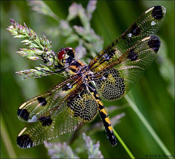 ЖИВАЯ  СКАЗКА  НА  ЗЕМЛЕ