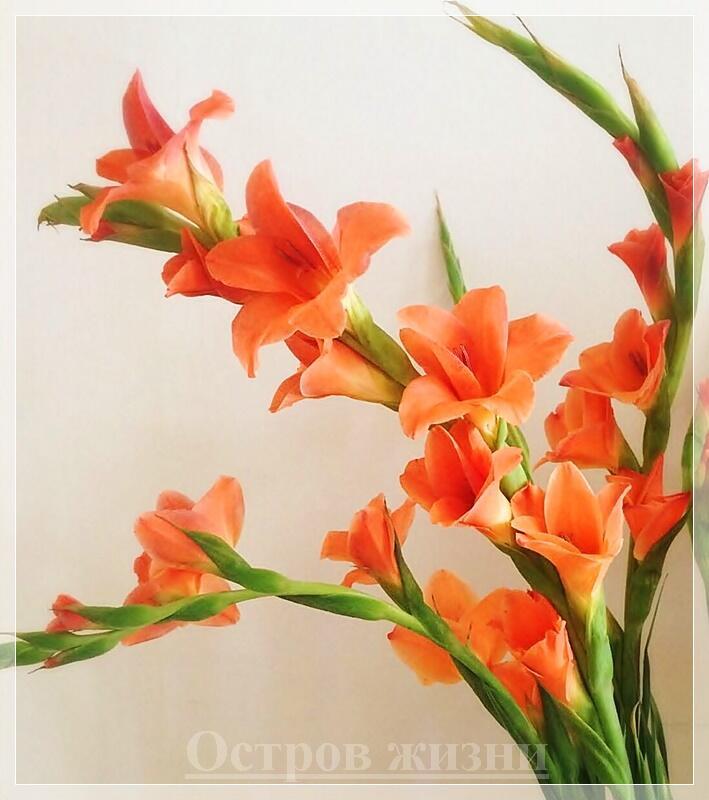 Букет гладиолусов. Выше забвения