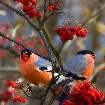 СНЕГИРИ, ВЫ МОИ, СНЕГИРИ