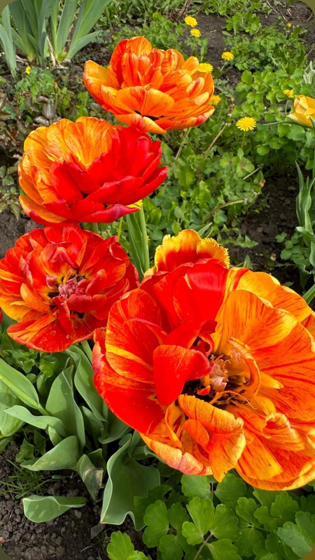 Сказочный цветок.