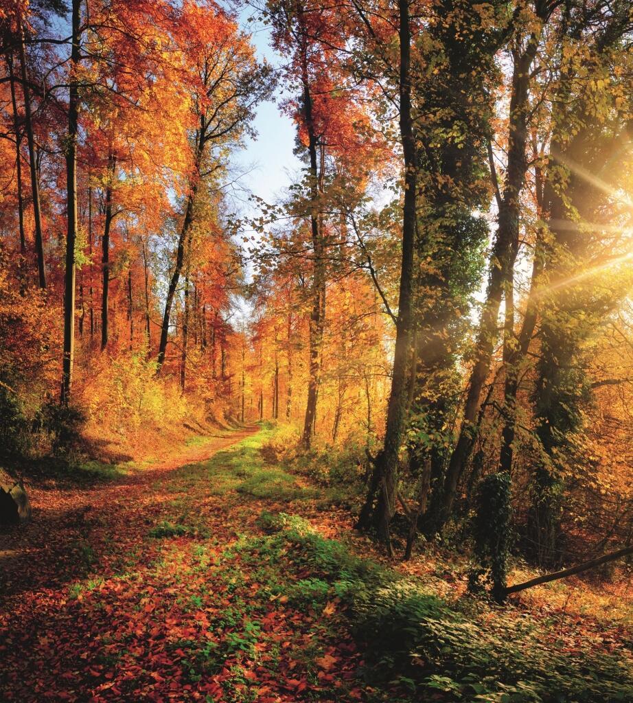 Не йди до лісу. Там мене немає...