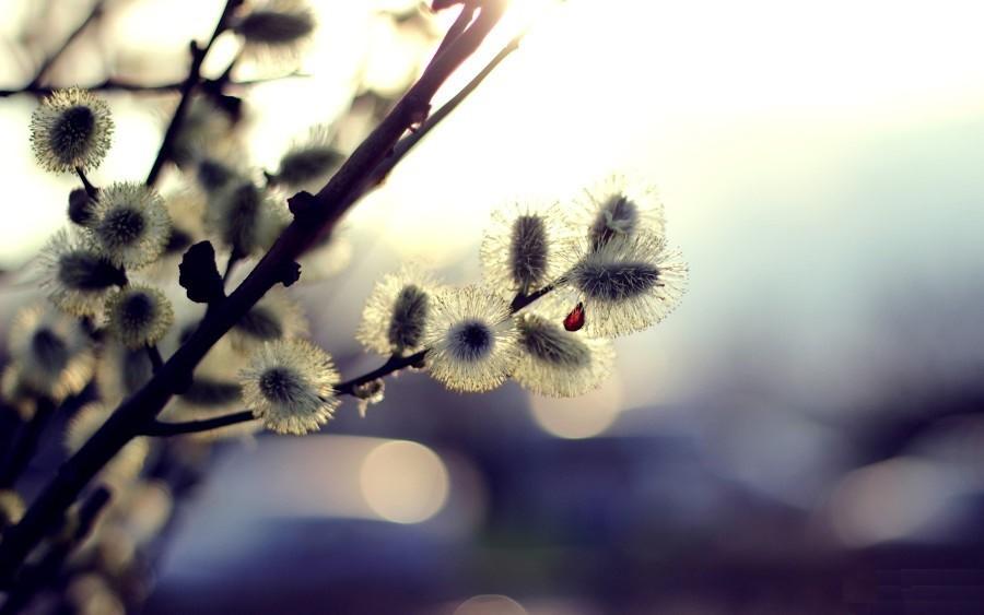 Барышня и волк.