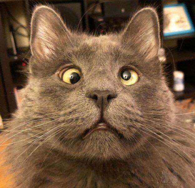 Всё о коте Ваське и других кошках. Часть седьмая