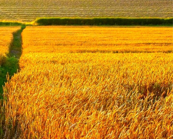 Виднелось желтое поле. Желтое поле. Вдали над желтыми полями. Поля желтые август в деревне. Желтое поле вид сверху.