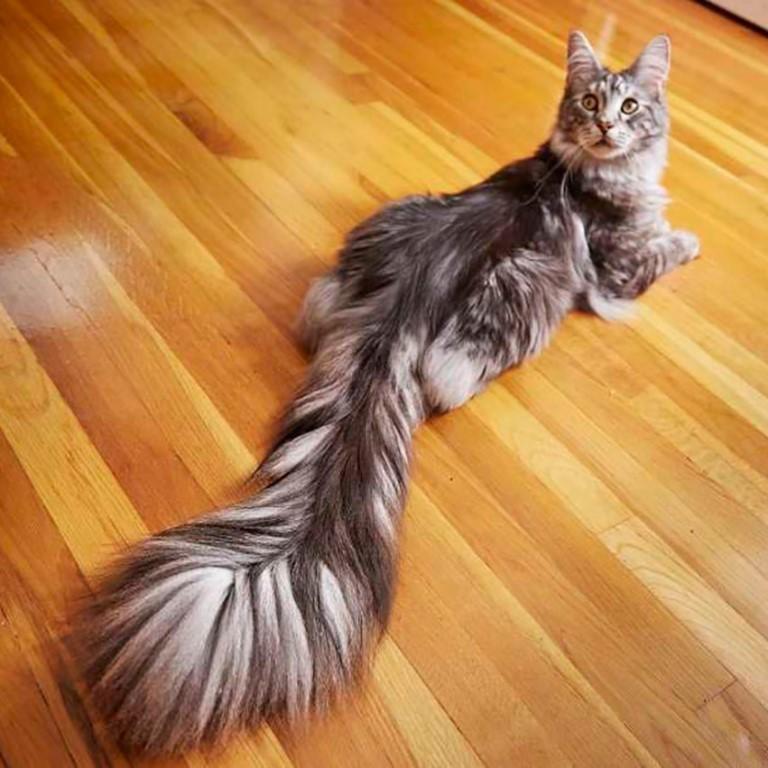 Красота хвоста