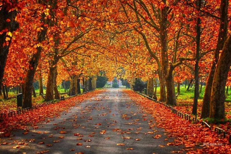 Осень, милая сердцу пора