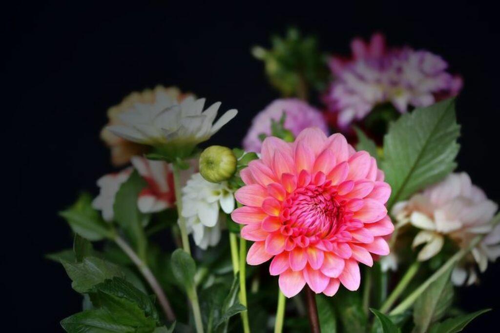 ЦВЕТЫ ОСЕНИ