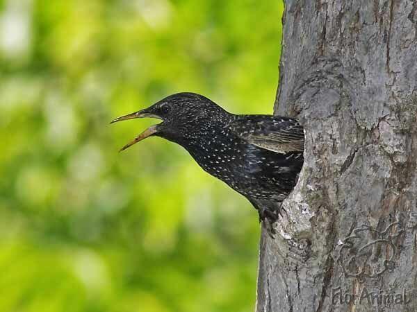 Имитатор соловья