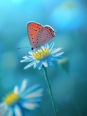 Берда. Июнь (на украинском языке)