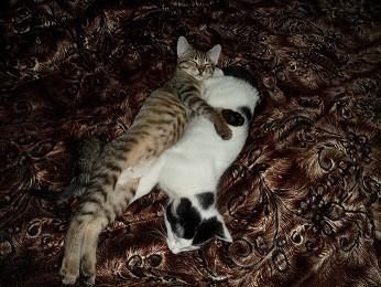 КОШЕЧКИ-ШАЛУНИШКИ.