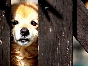 Знать, не вышли мы ры...м