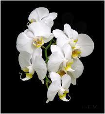 Орхидея (акро)