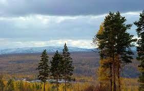 Белая мелодия