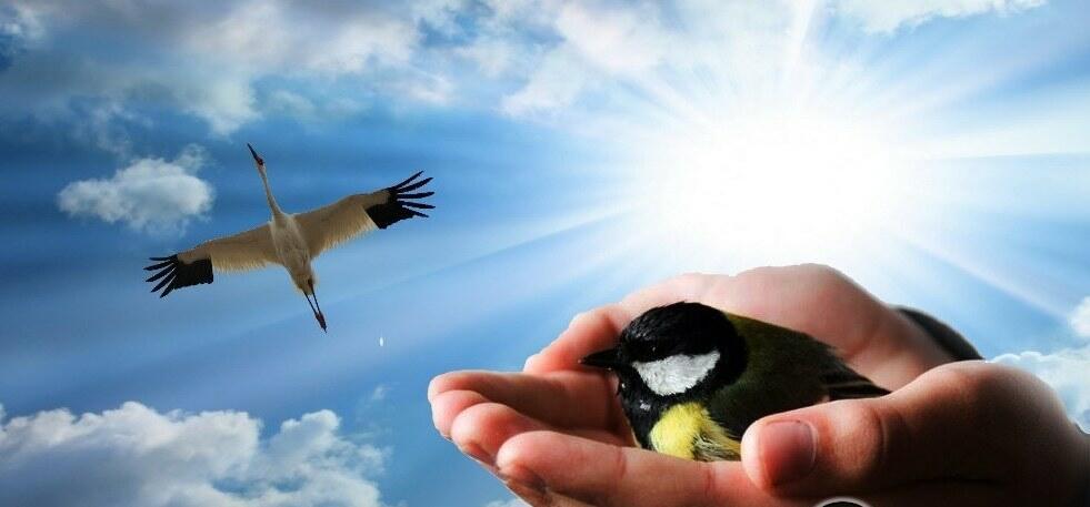 Синица лучше журавля