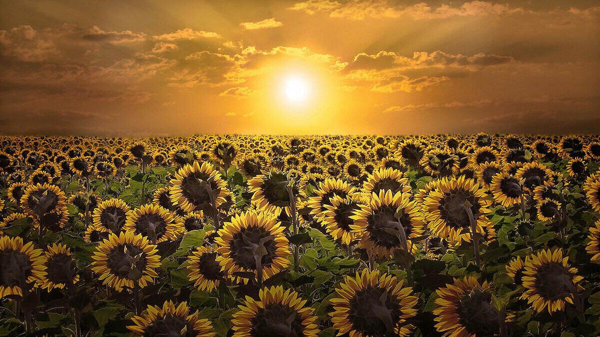 ПОДСОЛНУХ - СЛЕДОПЫТ