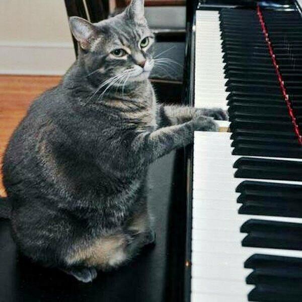 Кошка играет на пианино...