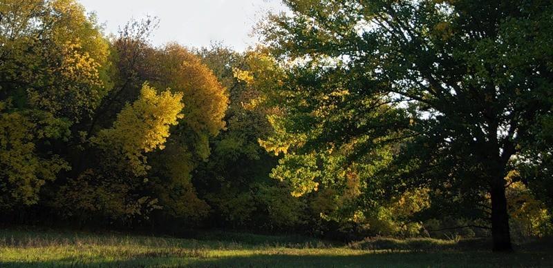 В ЗАДУМЧИВОСТИ АВГУСТ УГАСАЛ