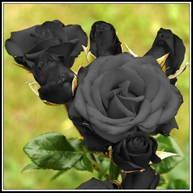 Ответ поэту - Медведь Белый - ПОЧЕМУ