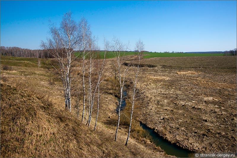 Расцвели деревья