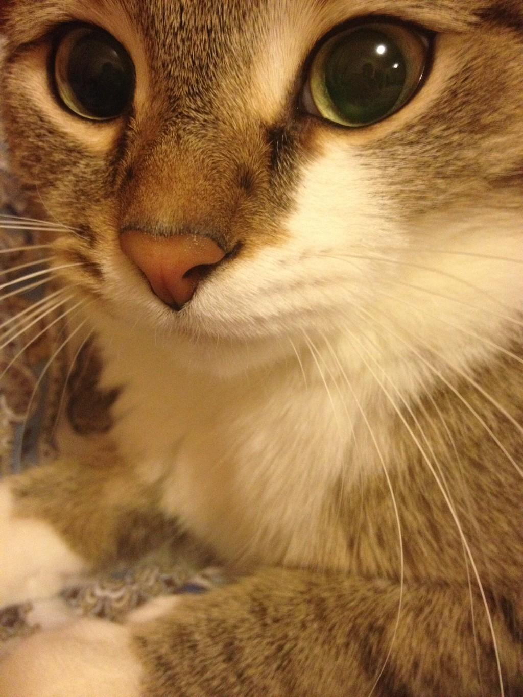 Спросил меня кот