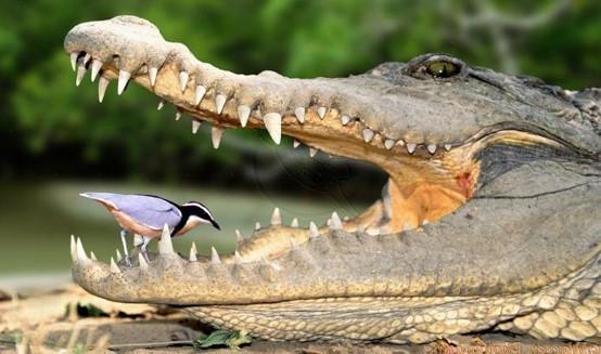 И снова о животных