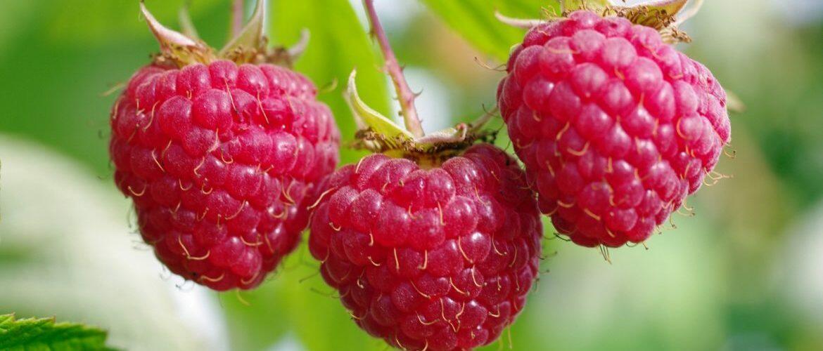 Люблю малину есть... (Хайку)...