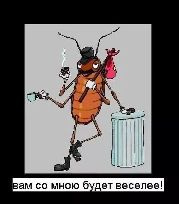 Внимание! Таракан в эфире...