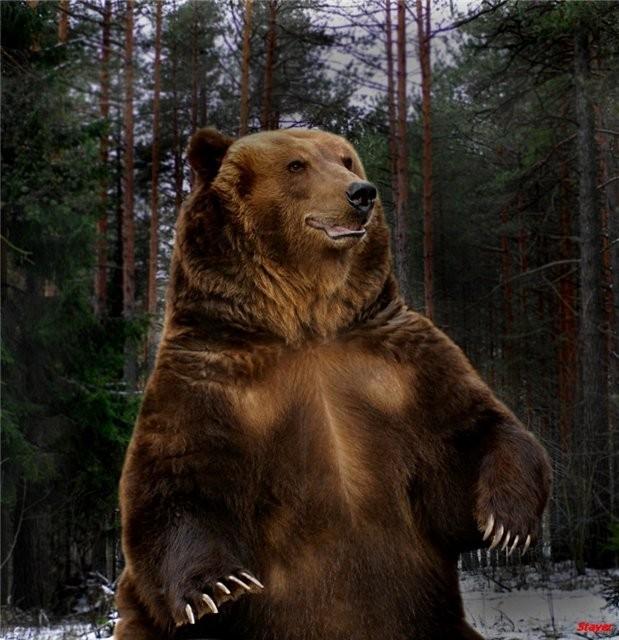 Медведь (раннее)