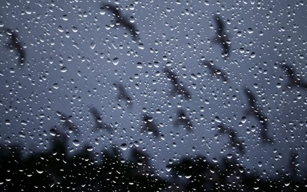 Птичья стая...