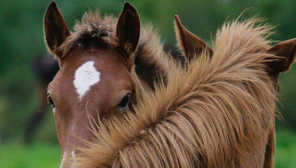 По  дороге  в  Луховицы