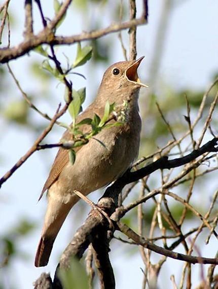 СОЛОВЕЙ ПОЕТ