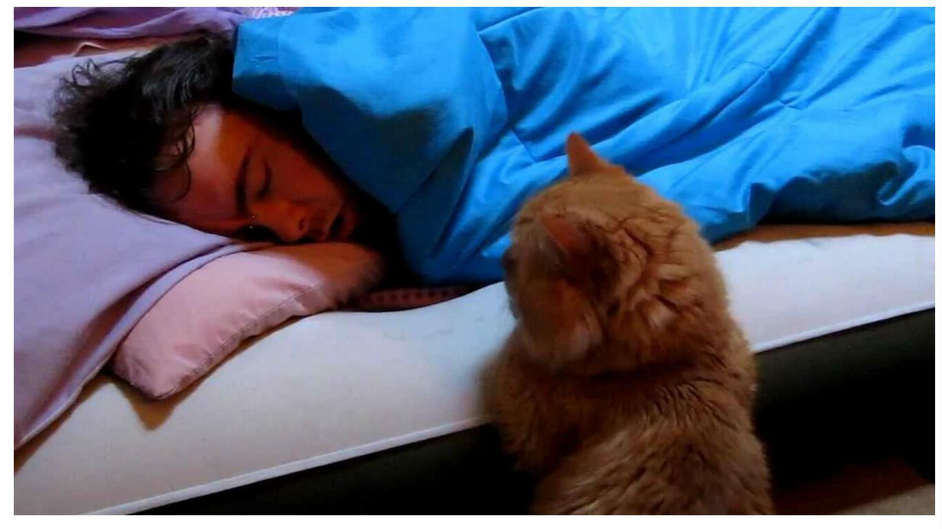 Притворилась спящей видео. Кот дрыхнет. Кошка и хозяин.