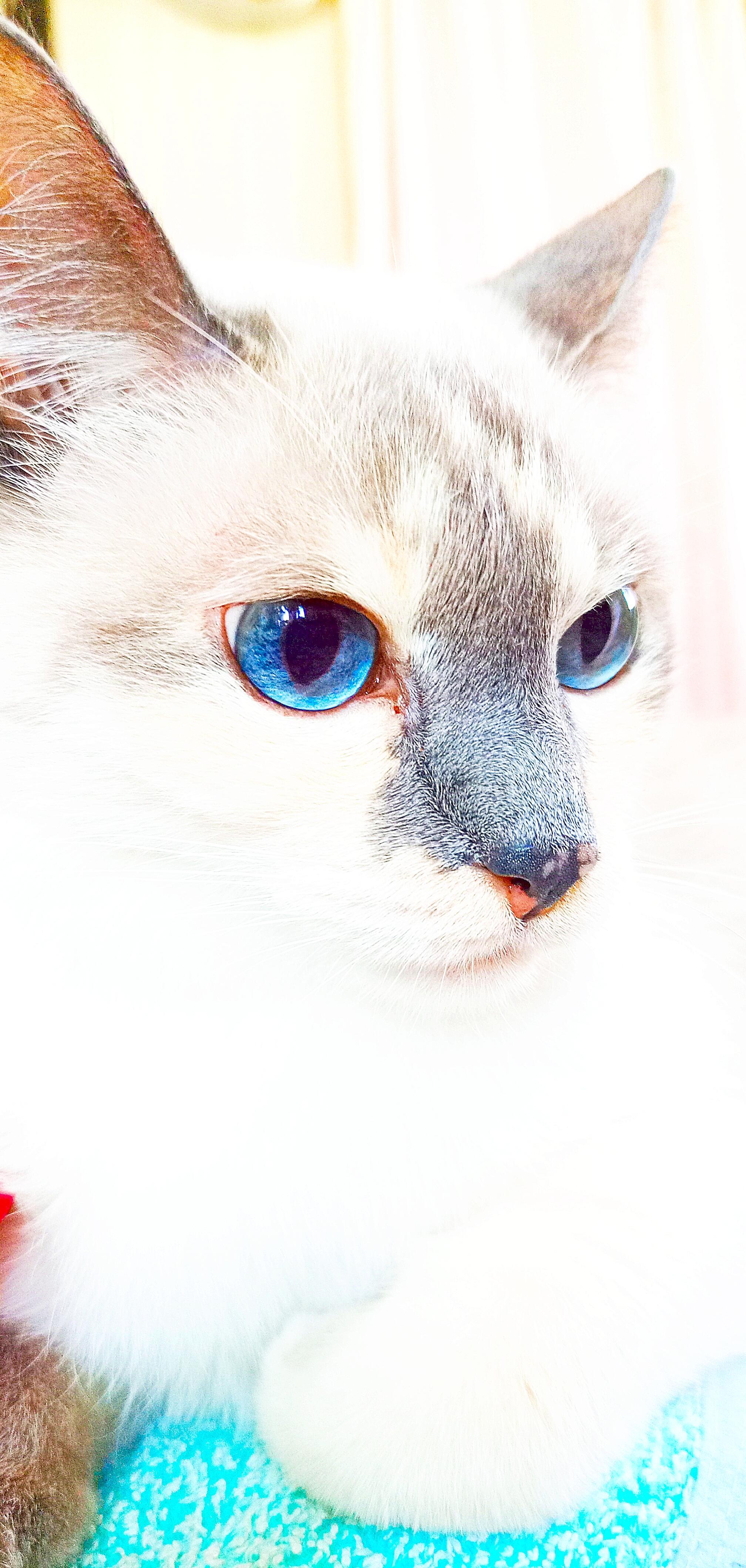 Бабочка летела с летним ветром.