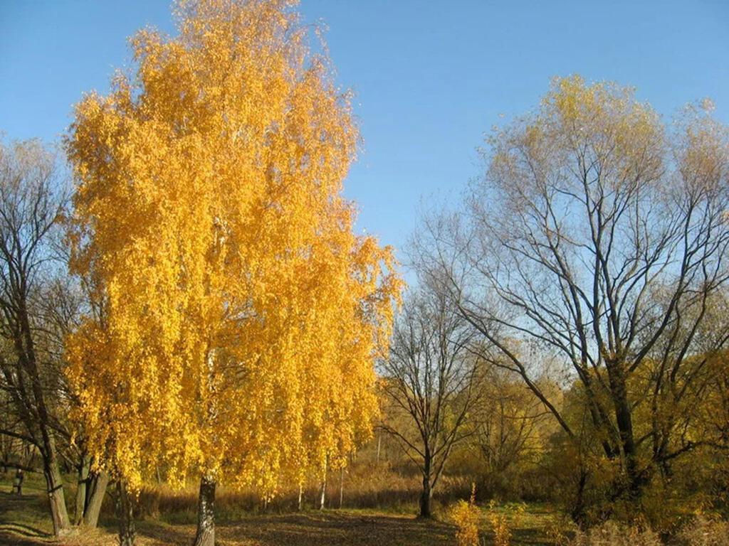 ПОДРУГИ ЛИСТЬЯ ПОТЕРЯЛИ