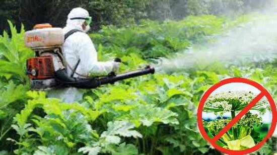 Осторожно, фурокумарин!