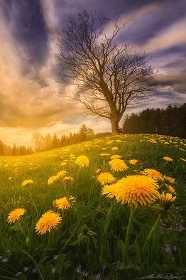 Пир одуванчика