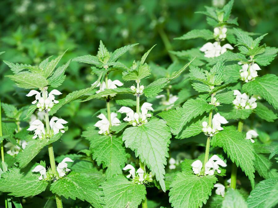 КРАПИВНОЕ  ЗАГОВЕНЬЕ - ( канун Петрова дня )